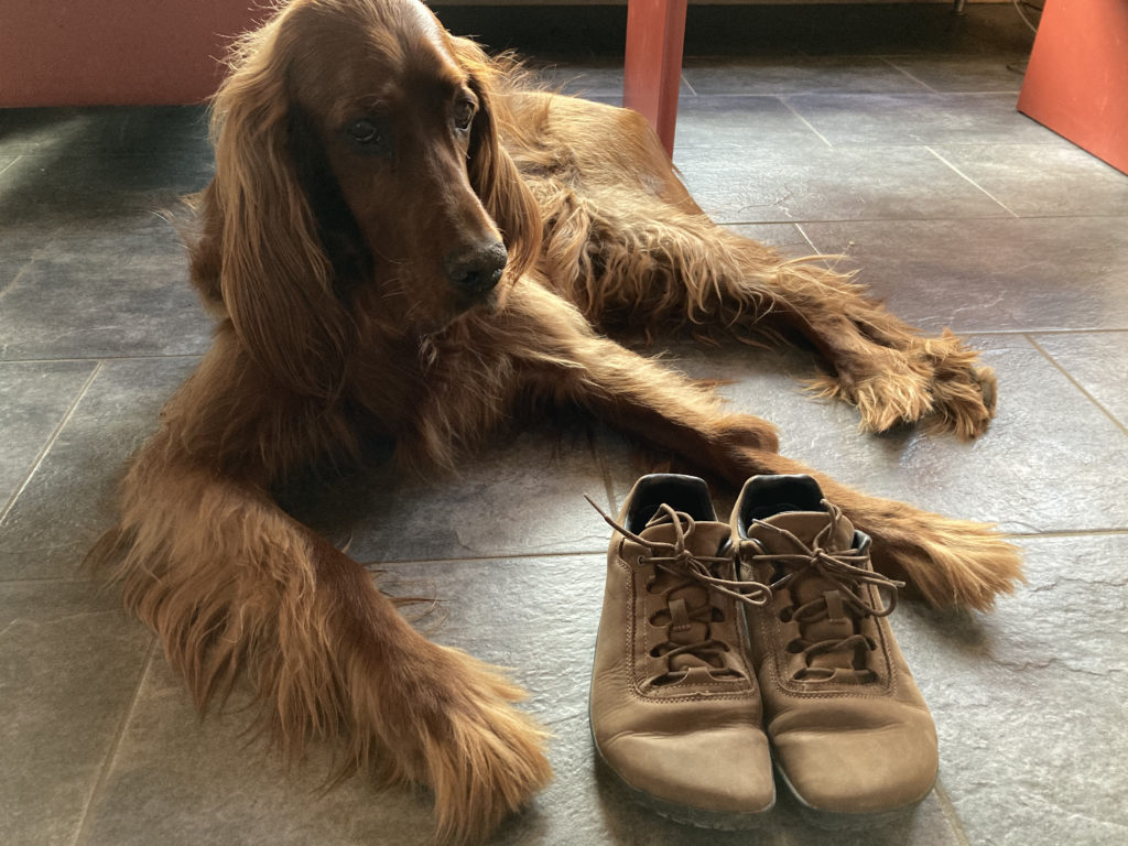 barefoot shoe and dog